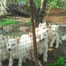 Продаю щенков западно-сибирской лайки, в Ростове-на-Дону