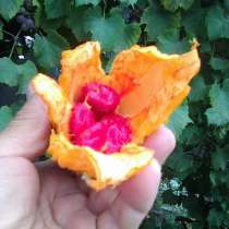 Семена момордики, в г.Рубежное
