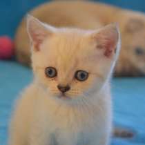 Котята Шотландской Вислоухой, в г.Иерусалим