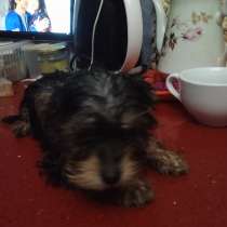 Продаю щенка мини йорка, в г.Hod HaSharon