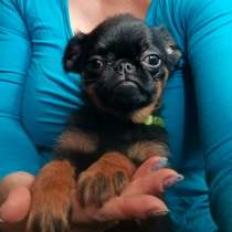 Пти-брабансон миниатюрная девочка, в Москве