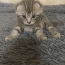 Шотландский вислоухий котёнок, в Туле