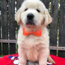 Щенки золотистого ретривера, в г.Киев