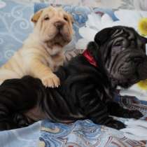 Шар-пеи, в Краснодаре