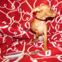 Той-терьер девочка, в Крымске