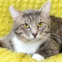 Кот с веселым и добрым нравом Мурчелло ищет дом, в Москве