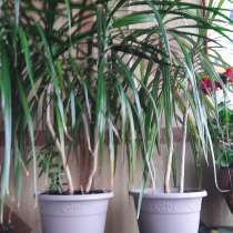 Цветок Драцена, в г.Минск