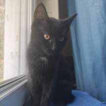 КотоФея в добрые руки!, в Истре