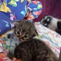 Котята шотландские, 2мальчика и 3девочки, в Санкт-Петербурге