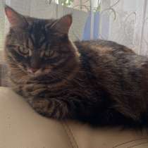 Отдам кошку в добрые руки, в Липецке