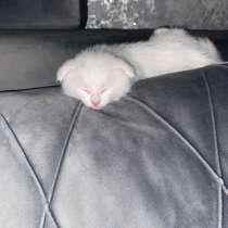 Отдам котика, в Сургуте