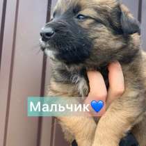 Щенки бесплатно, в г.Харьков