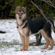 Два маленьких чуда ищут дом, в Санкт-Петербурге