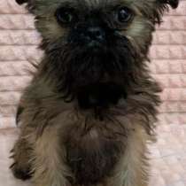 Брюссельский гриффон, в г.Берлин