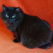 Нюша и Плюша в поиске дома, в Москве