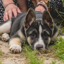 Красавчик-щенок Хуч в самые добрые руки!, в Санкт-Петербурге