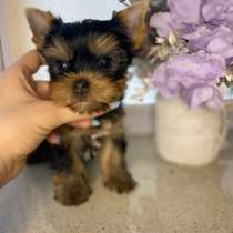 Щеночки Йоркширского Терьера, в Новосибирске