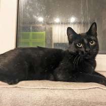 Красавец Бруно, элегантный черный котик в добрые руки, в Санкт-Петербурге