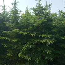 Плодовые и хвойные растения из питомника, в Шебекино