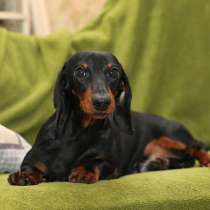 Такса миниатюрная, мальчик, в Москве