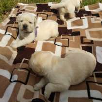 Палевые щенки лабрадора, в Санкт-Петербурге