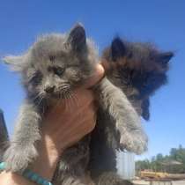 Крохи-котята, мальчики в добрые руки, в Москве