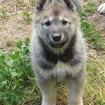 Щенки ЗСЛ, в Снежинске