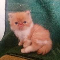 Продаю Персидскую кошечку, в г.Мелитополь