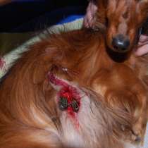 Ветеринарная гирудотерапия, в Санкт-Петербурге