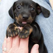 Куплю или приму в подарок щенка, в г.Питерборо
