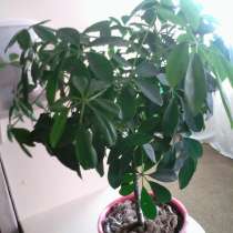 Цветочки комнатные, в Майкопе