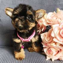 Девочка Shorkie, в Москве