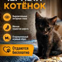 Котята, в Санкт-Петербурге