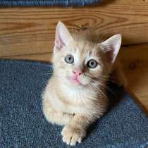 Котята в добрые руки, 1 месяц, в Сочи