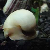 Улитки Ампулярии Жемчужина, в Красноярске