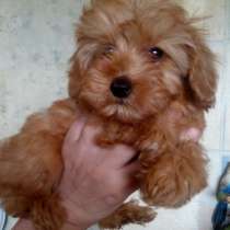 Мальтипу и кокапу щенки, в Москве