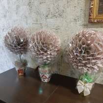 Денежное дерево, в Воронеже