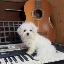 Продаю лучшего щенка мальтийской болонки-питомник АНЕКА БОС, в Москве