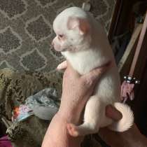 Чихуахуа, в Оренбурге