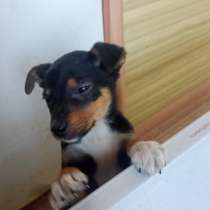 Отдам в добрые руки щенка два месяца, родился 8 января 2024, в Уссурийске