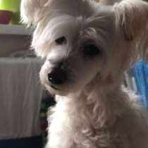 Выгул собак, в Москве