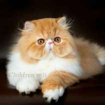 Персидский мальчик переедет в новый дом, в Вологде