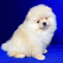 Померанский шпиц, в г.Бремерхафен