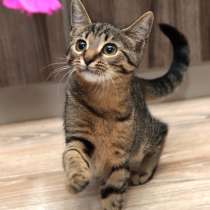 Полосатая красавица Забава ищет дом, в Санкт-Петербурге