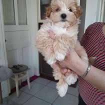 Maltipoo F - 1. Boy, в г.Albeck