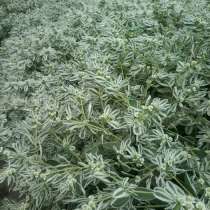 Продажа ТОО,2кат, в г.Атырау