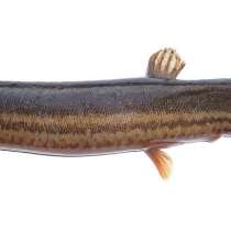 Живая наживка!, в Хабаровске