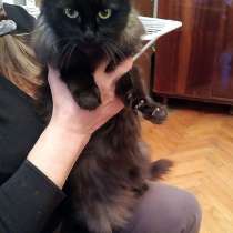 Милейшая домашняя кошечка Гуля, бабушкина любимица ищет дом, в Москве