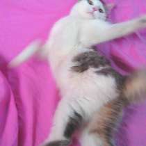 Котенок Анатолийский - девочка 6 мес, в г.Усть-Каменогорск