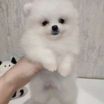 Шпиц мини мальчик, в Ставрополе